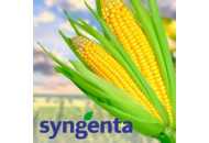 СИ Иридиум - кукуруза, 80 000 семян, Syngenta Голландия фото, цена